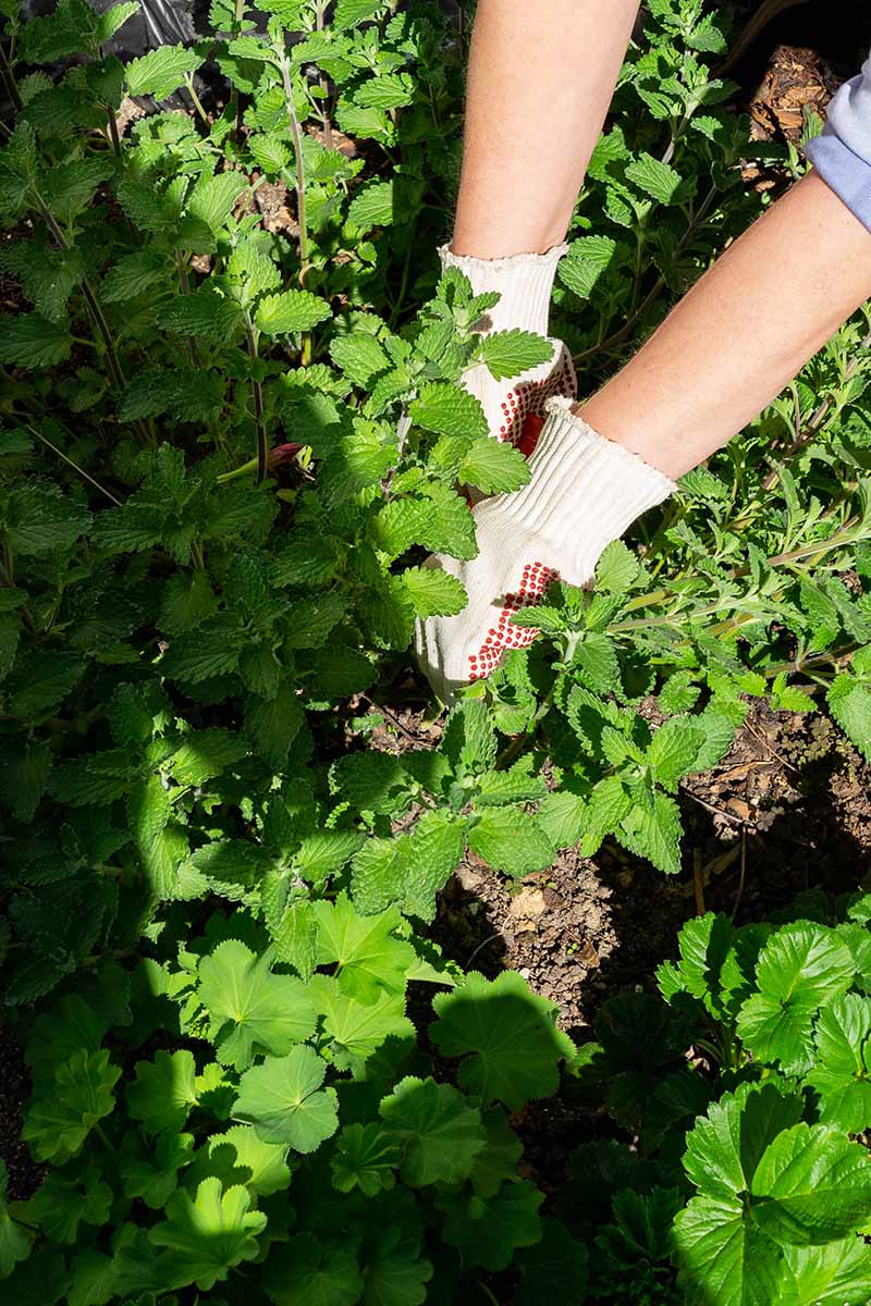 A close up vertical image of a gardener wearing gloves to harvest Nepeta cataria in evening sunshine.