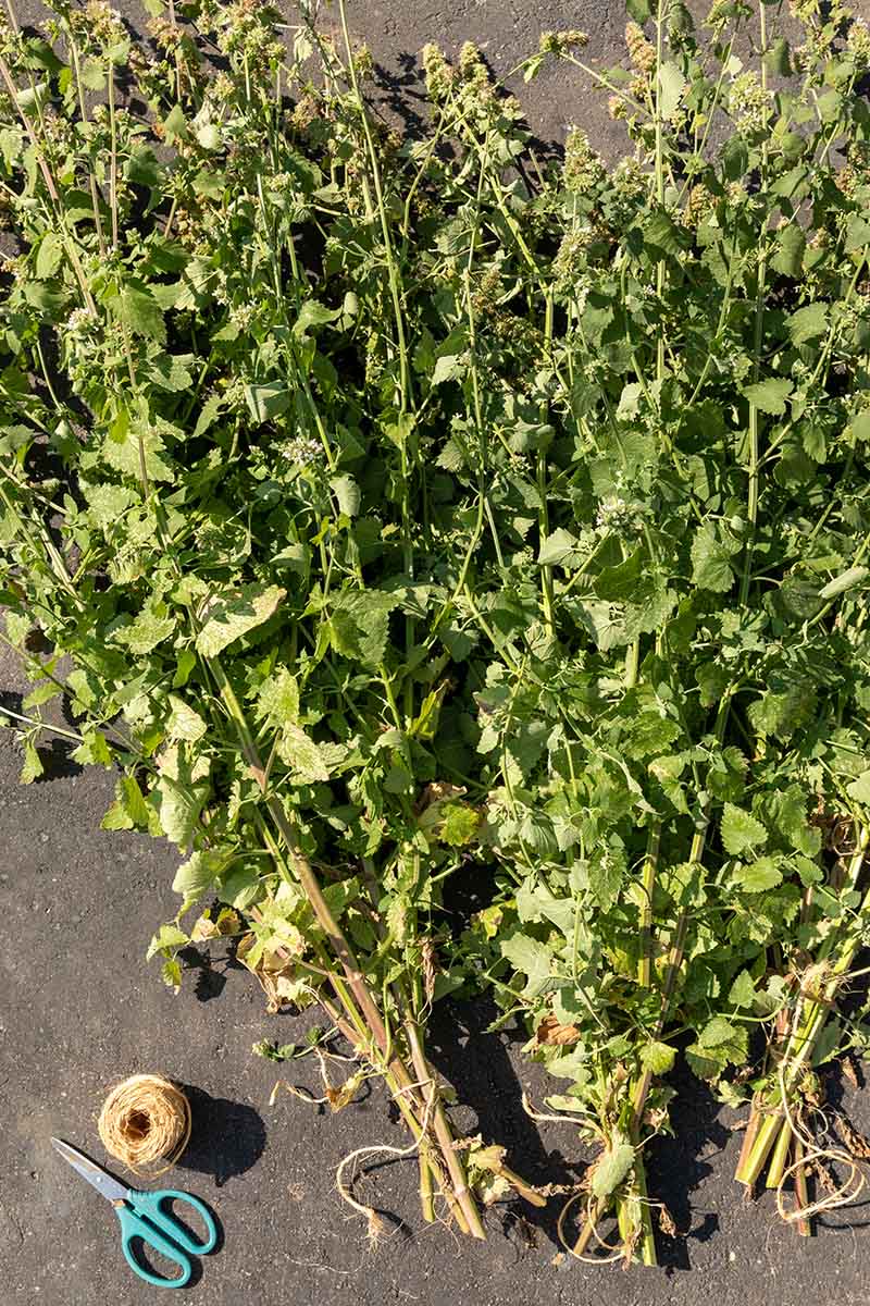 A close up vertical image of bundles of freshly harvested catnip tied together with string in preparation for drying.