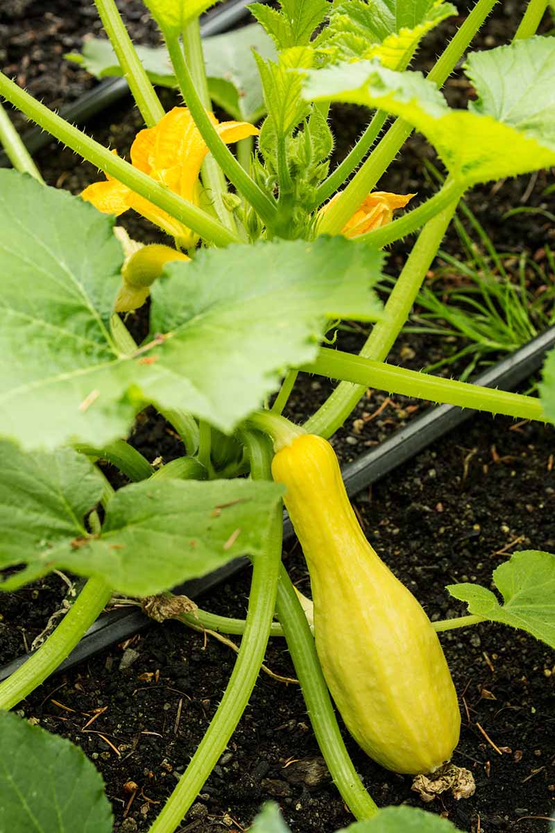 A close up vertical image of yellow crookneck squash growing in the garden.