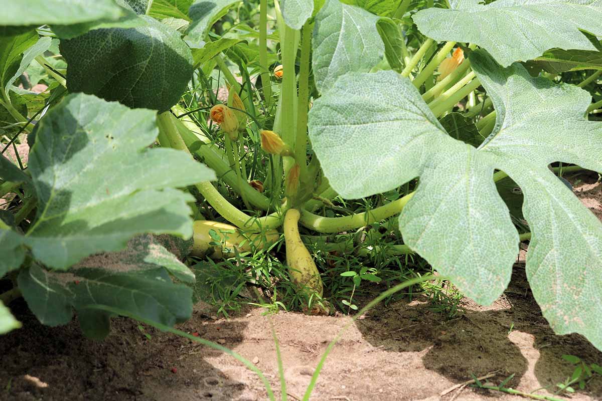 A close up horizontal image of a crookneck squash plant with a few ripening fruits.