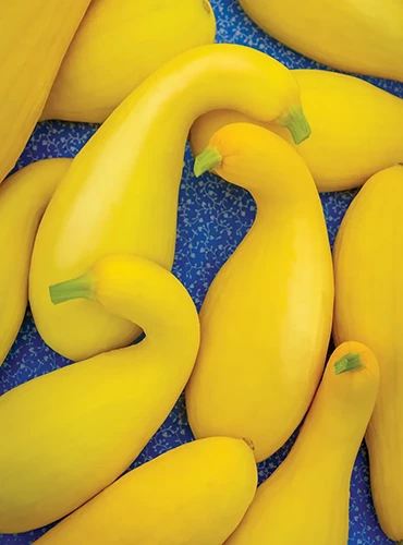 A close up of 'Golden Goose' crookneck squash set on a blue surface.