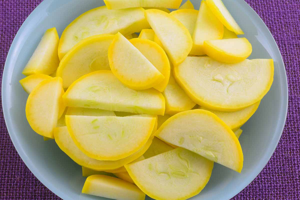 A close up horizontal image of a white bowl filled with sliced raw yellow summer crookneck squash on a purple tablecloth.