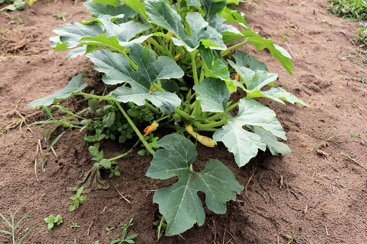 A close up horizontal image of a row of crookneck squash plants growing in the garden.