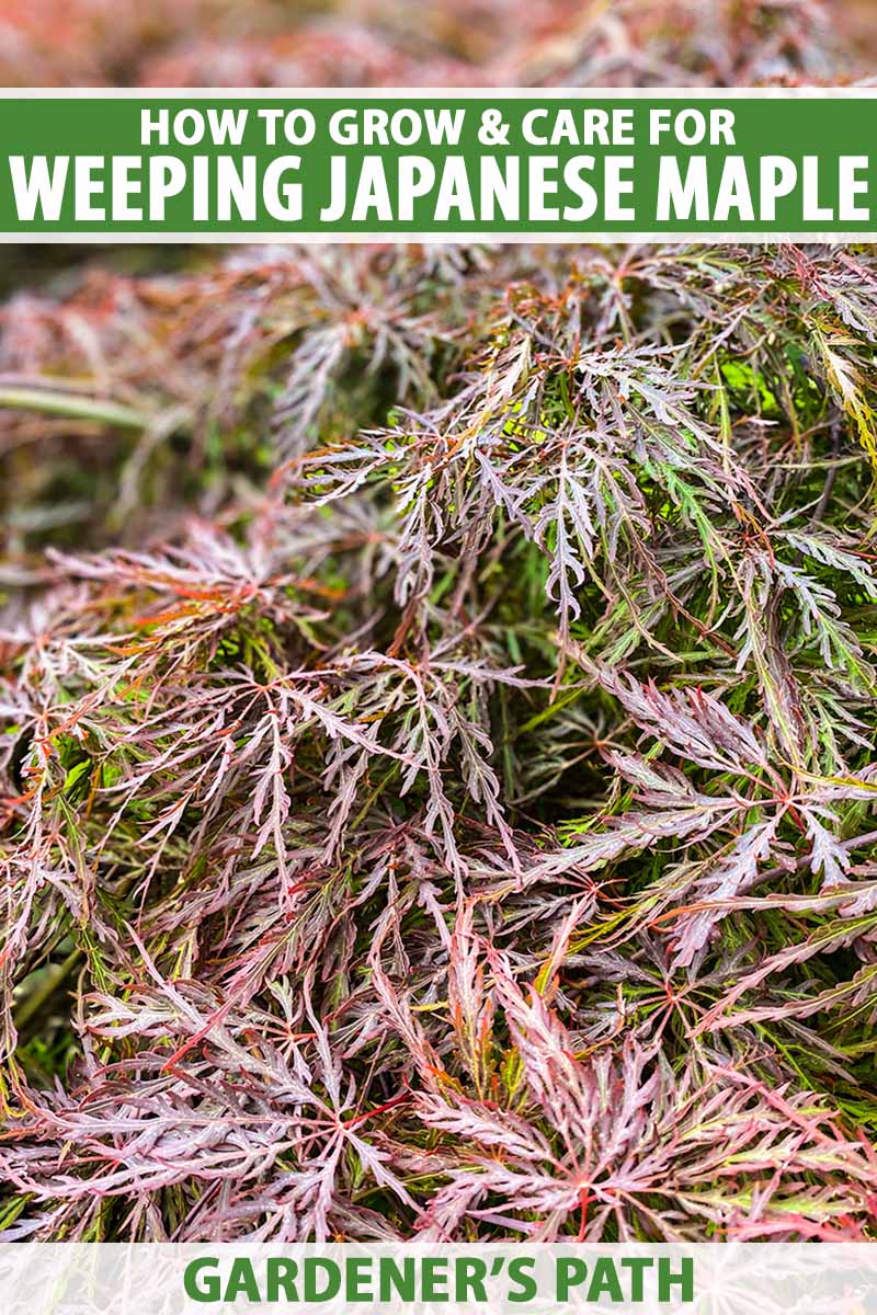 A close up vertical image of the foliage of a Japanese weeping maple (Acer palmatum var. dissectum). To the top and bottom of the frame is green and white printed text.