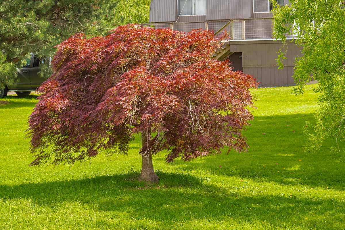 A horizontal image of a weeping Japanese maple tree growing in the lawn outside a residence.