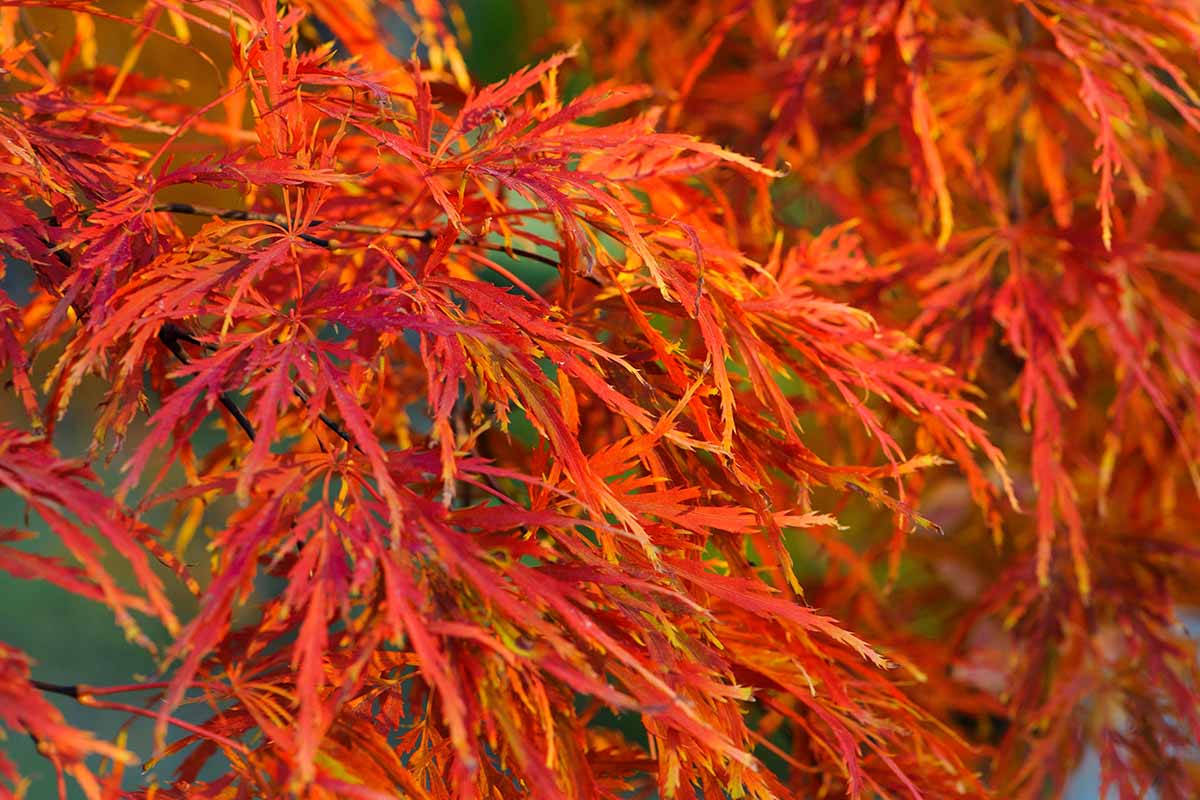 A close up horizontal image of the bright red foliage of a Japanese weeping maple growing in the garden.