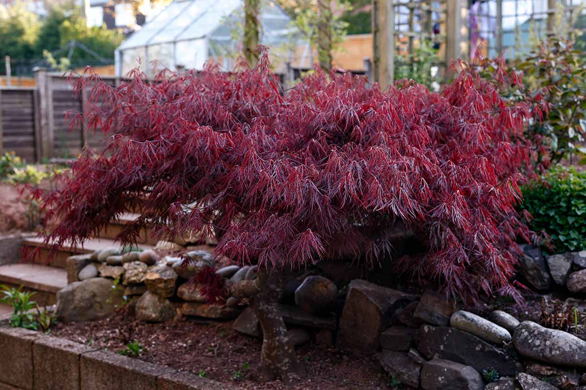 A close up horizontal image of a small Japanese weeping maple growing in a garden border.