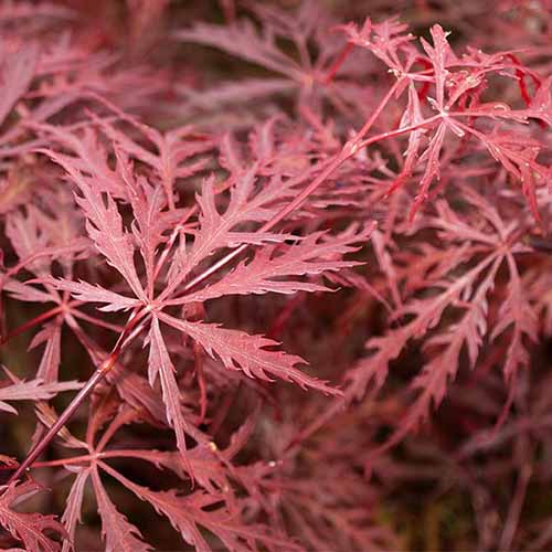 A close up square image of the foliage of Acer palmatum var. dissectum 'Crimson Queen.'