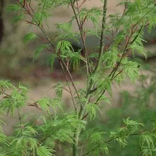 A close up square image of the foliage of an Acer palmatum var. dissectum ‘Seiryu' pictured on a soft focus background.