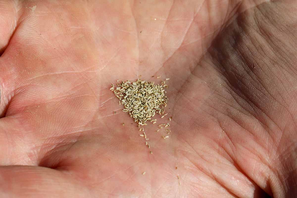 A close up horizontal image of tiny seeds in the palm of a hand.