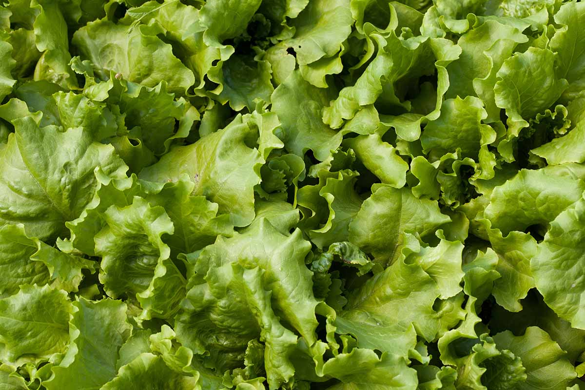 A close up horizontal image of Batavian Lactuca sativa growing in the garden.