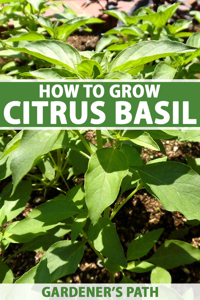 A close up vertical image of lemon basil growing in the garden pictured in bright sunshine. To the center of the frame is green and white printed text.