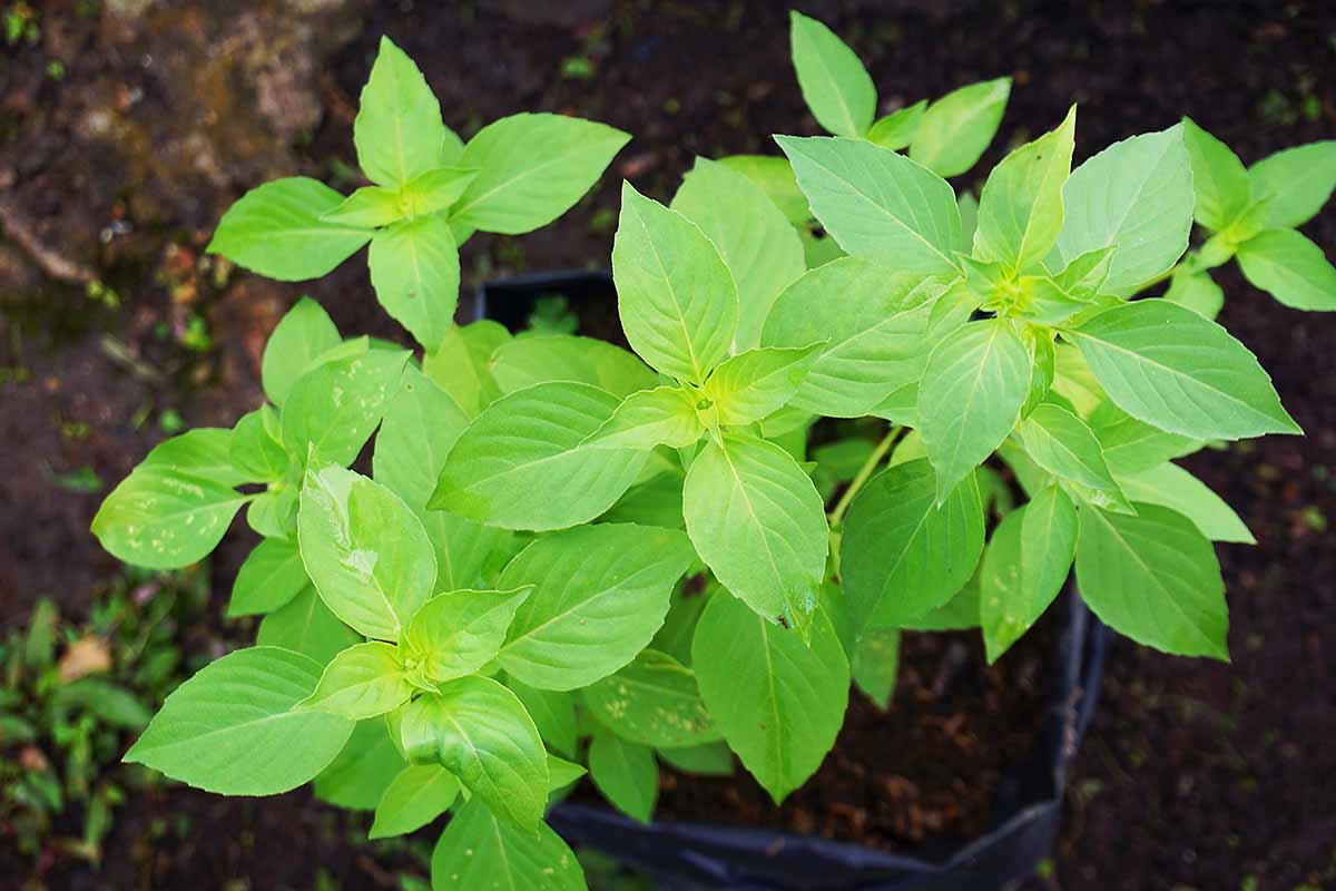 A close up horizontal image of lemon basil growing in pots outdoors.