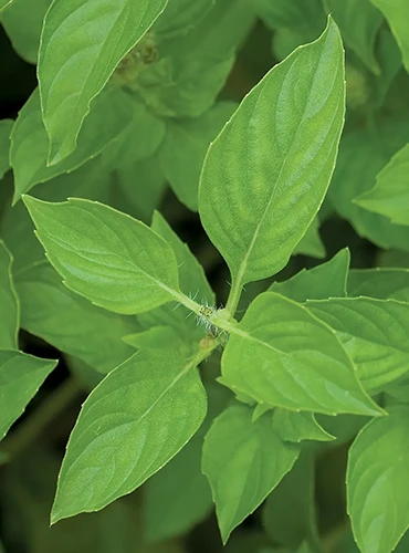 A close up of a lime basil plant growing in the garden pictured on a soft focus background.