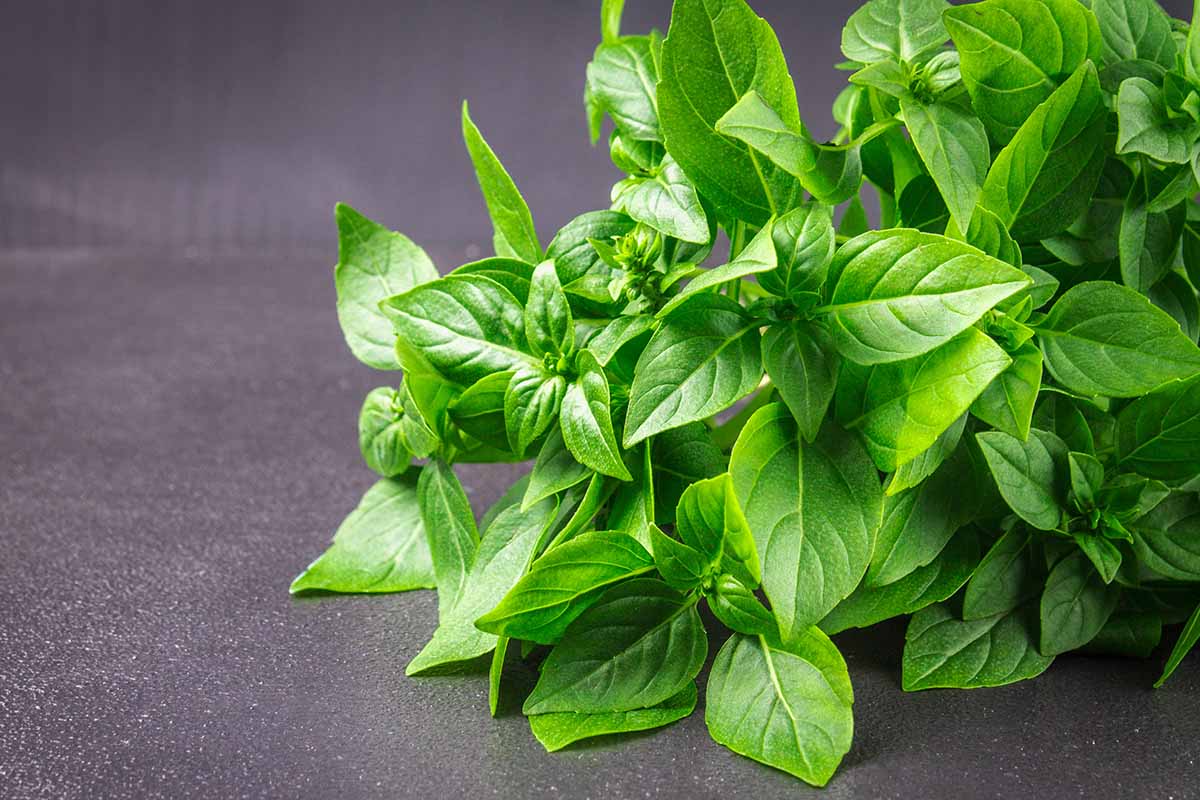 A close up horizontal image of freshly harvested citrus basil set on a dark gray surface.