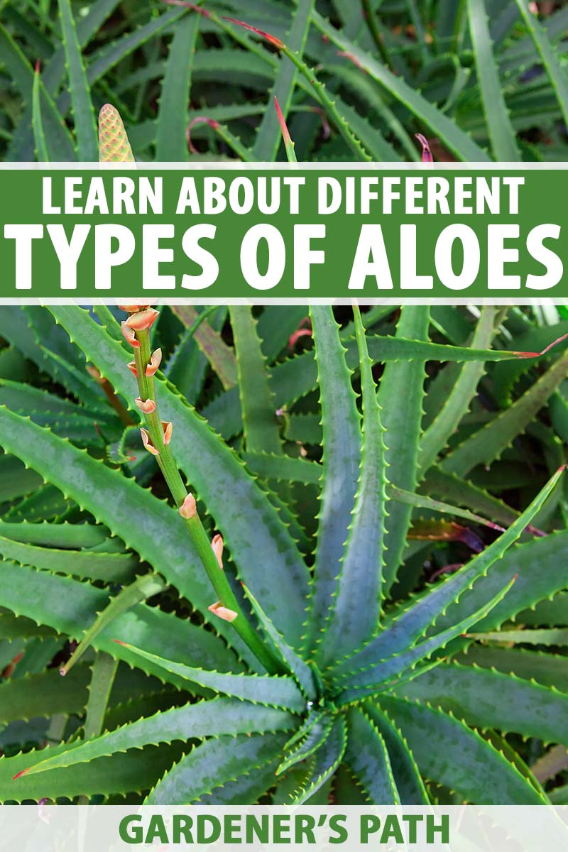 A close up vertical image of the succulent foliage of aloe plants growing in the garden. To the top and bottom of the frame is green and white printed text.