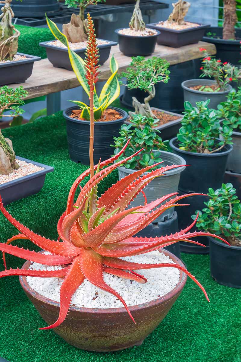 A vertical image of a display of succulents and bonsai specimens at a plant nursery.