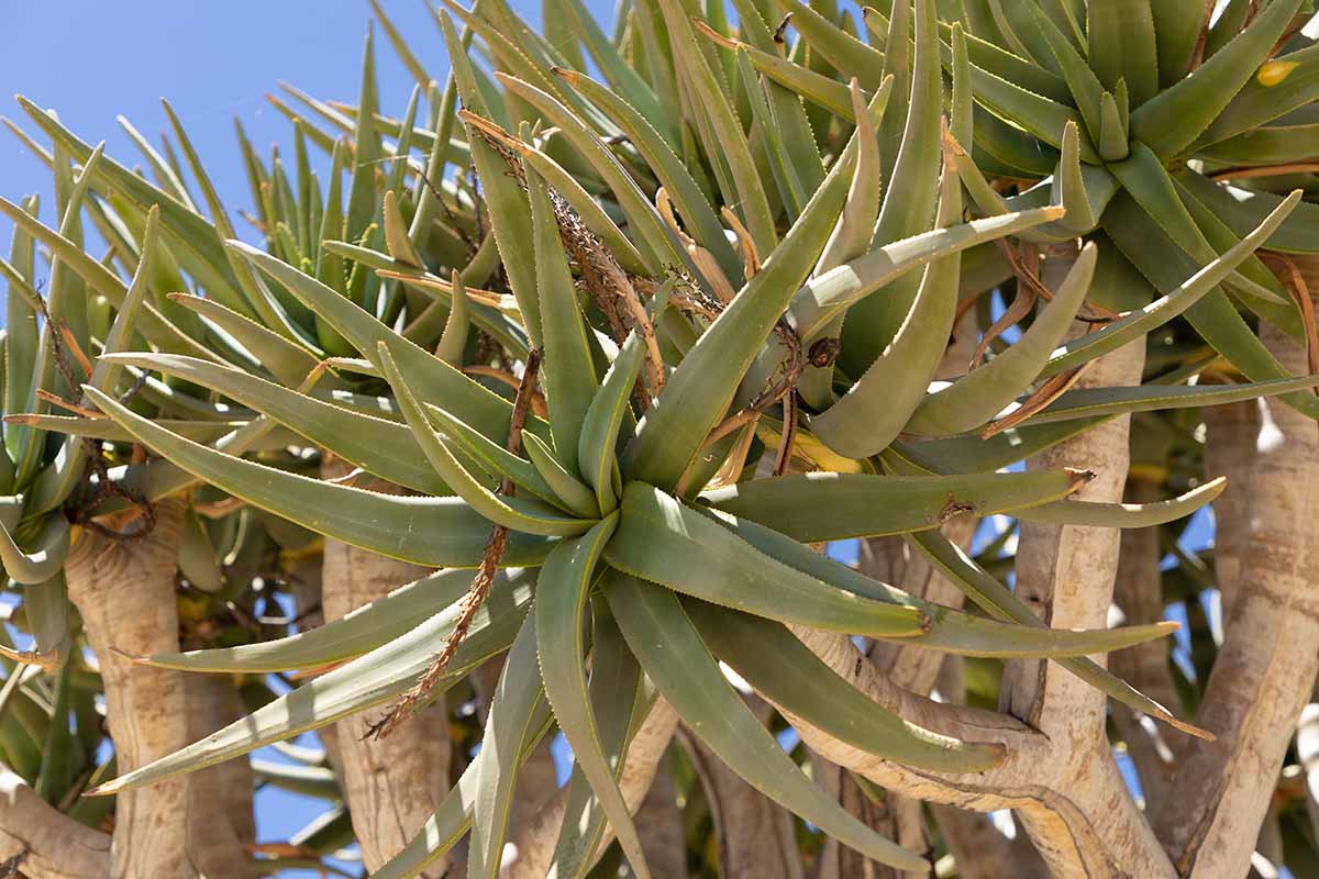 A horizontal image of a quiver tree growing wild in Africa pictured in bright sunshine on a blue sky background.