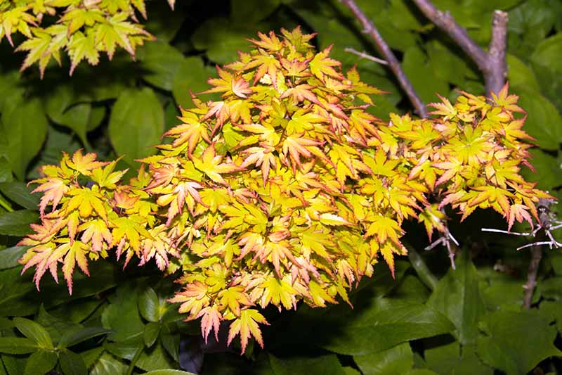 A close up horizontal image of Acer palmatum 'Coonara Pygmy' growing in the garden with foliage in soft focus in the background.