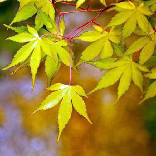 A close up square image of 'Coral Bark' Japanese maple pictured on a soft focus background.