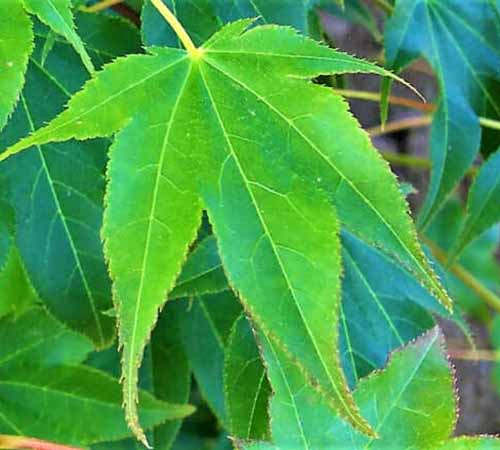 A close up of a bright green leaf of Acer palmatum 'Hogyoku' growing in the garden.