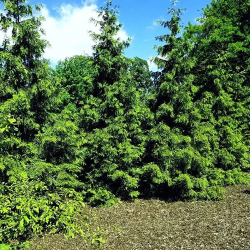 A square image of Thuja 'Green Giant' growing in the garden.