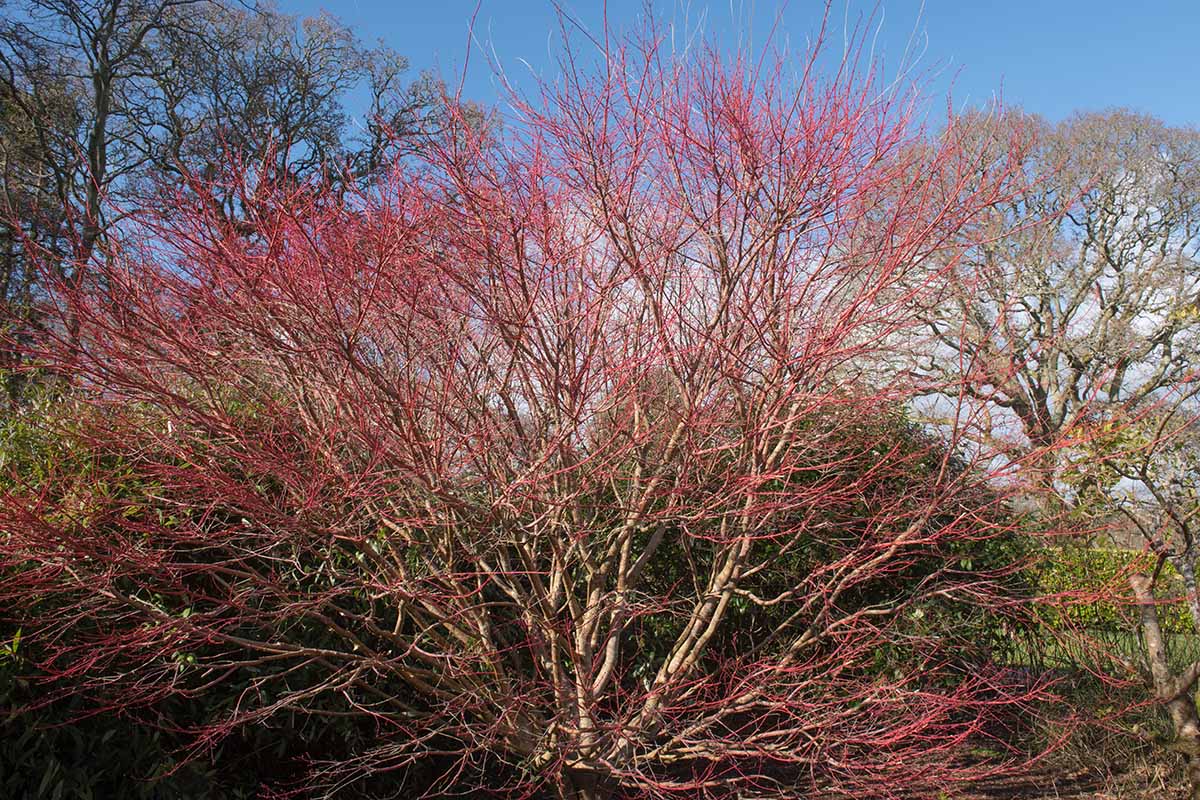 A close up horizontal image of the bright red ornamental stems of a deciduous coral bark Japanese maple tree growing in the garden.