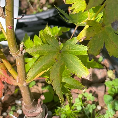 A close up of the foliage of 'Aka Kawa Hime' growing in the garden pictured in light filtered sunshine.