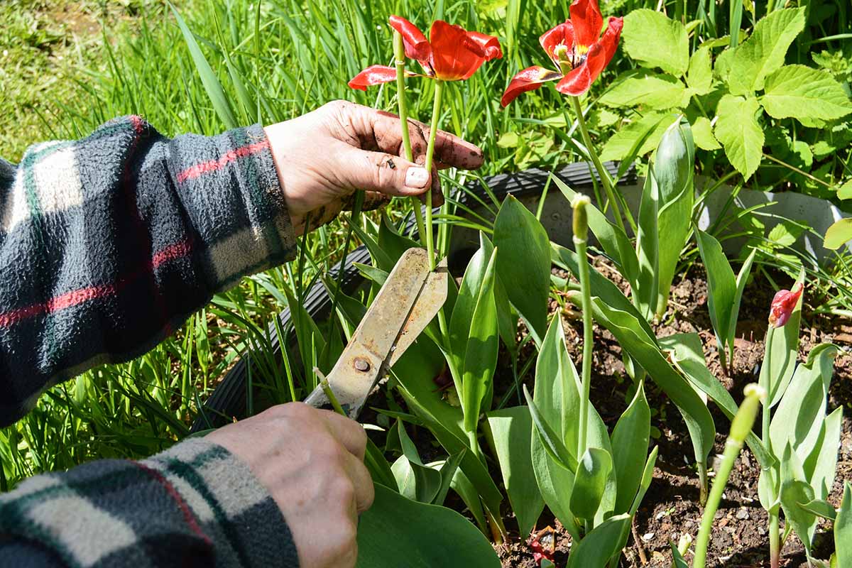 A close up horizontal image of a gardener's hands from the left of the frame deadheading blooming plants in the garden.