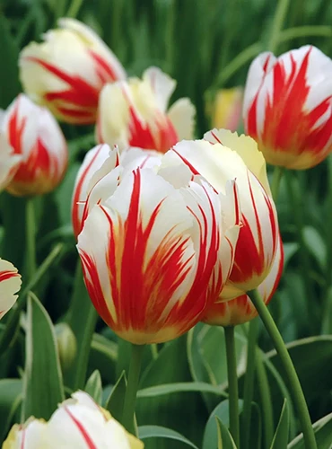 A close up of the red and white flowers of 'Carnaval de Rio' growing in the garden.