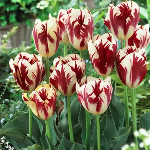 A close up square image of 'Grand Perfection' Rembrandt tulips growing in the garden.