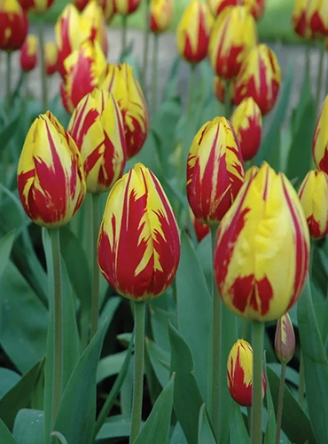 A swathe of 'Mickey Mouse' tulips growing in the spring garden.