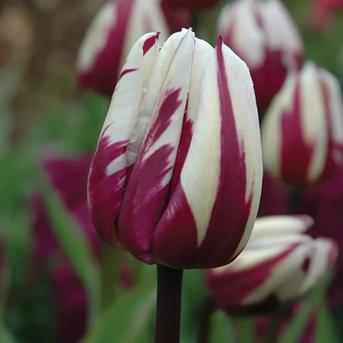 A close up of a single 'Rem's Favorite' flower pictured on a soft focus background.