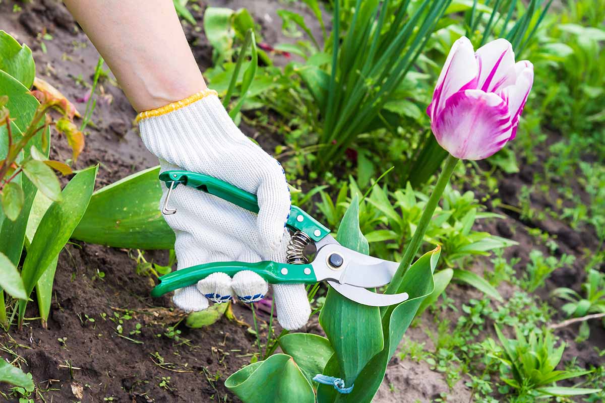 A close up horizontal image of a hand from the left of the frame holding a pair of pruners to cut the stem of a Rembrandt tulip flower.