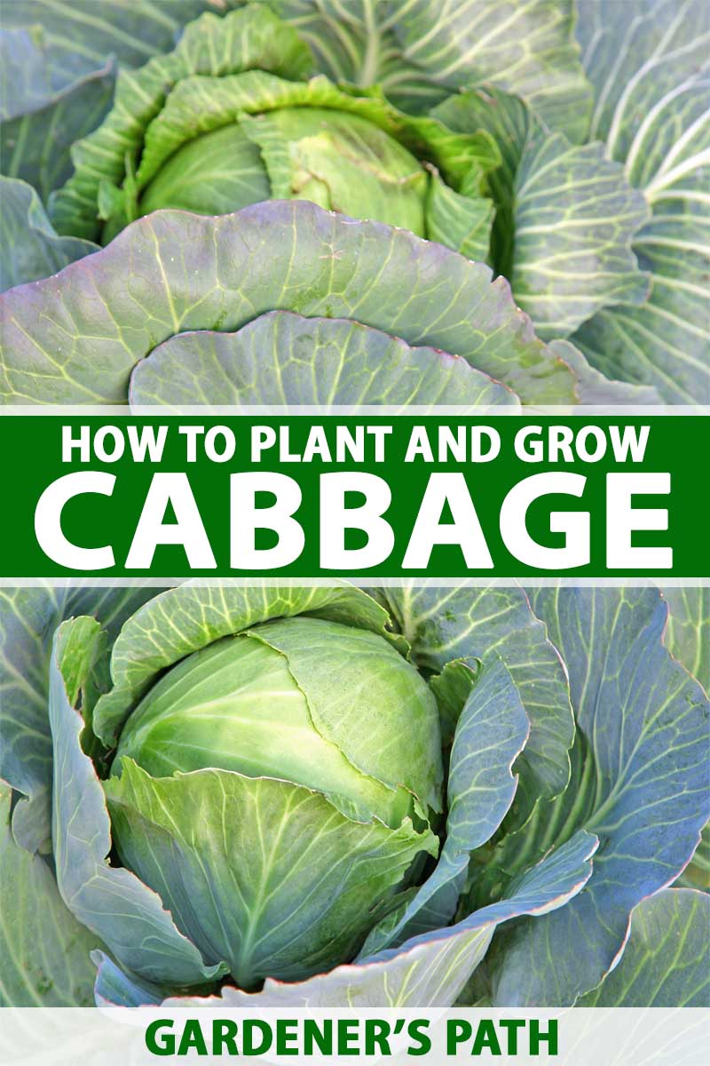 Heads of cabbage growing in cool weather veggie patch.