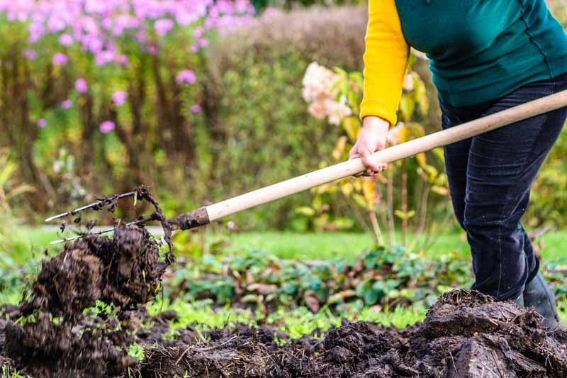 The torso of a woman using a folk to apply aged manure and compost ot a vegetable garden.