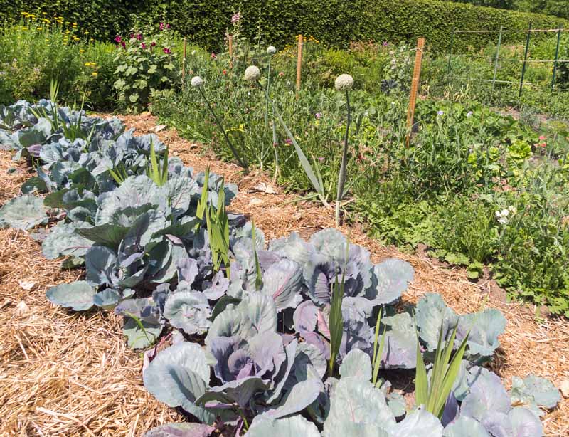 Cabbage plants in a veggie garden surrounded by a thick layer of mulch.