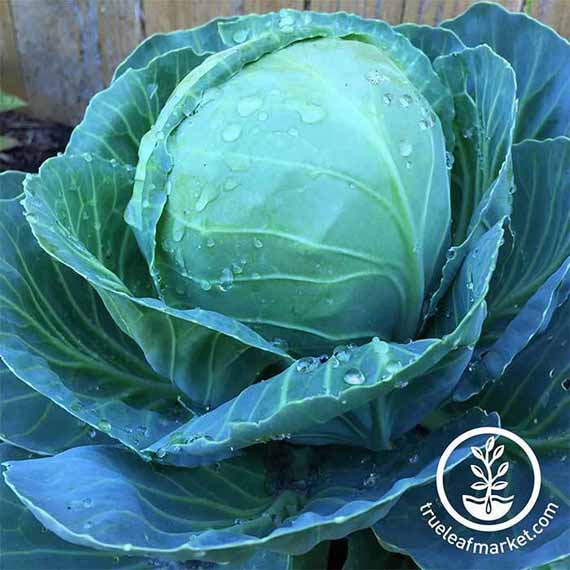 Golden Acre heirloom cabbage growing in a veggie garden. Close up shot.