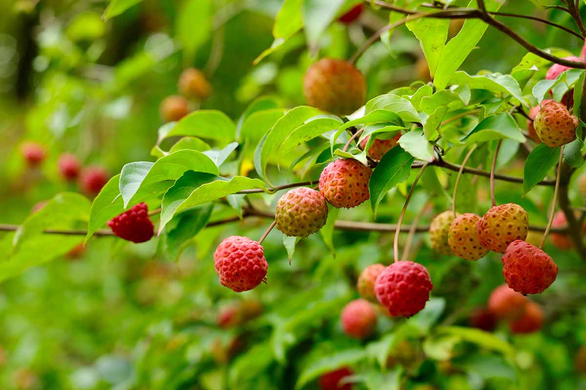 A close up horizontal image of the fruits of a kousa dogwood tree growing in the garden, pictured on a soft focus background.