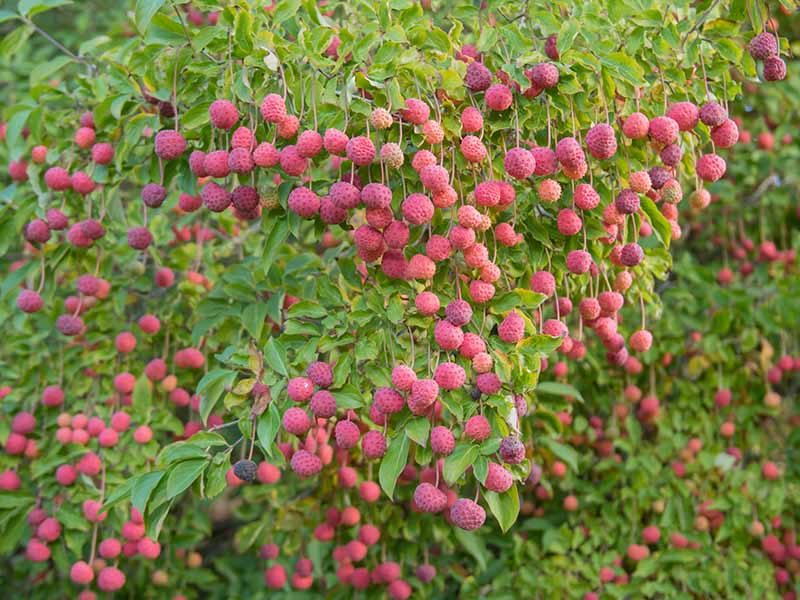 A horizontal image of the bright red fruits of a flowering dogwood (Cornus) tree growing in the fall garden.