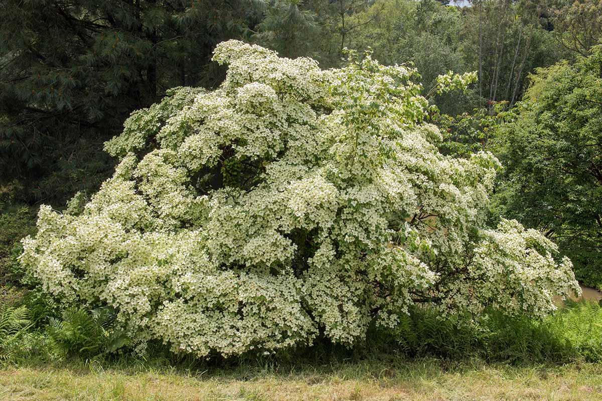 A horizontal image of a kousa dogwood tree in full bloom growing on the border of a woodland area.