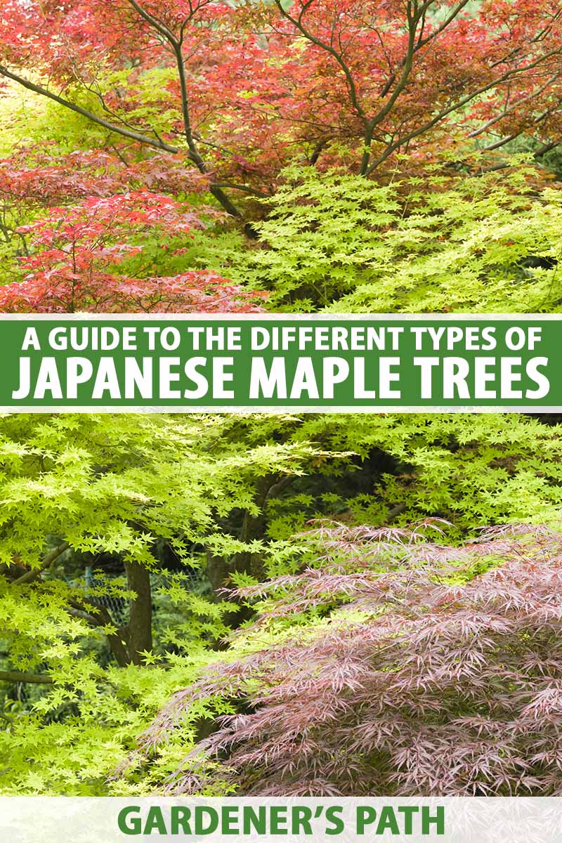 A vertical image of a garden planted with a variety of different Japanese maple trees with different colored foliage. To the center and bottom of the frame is green and white printed text.