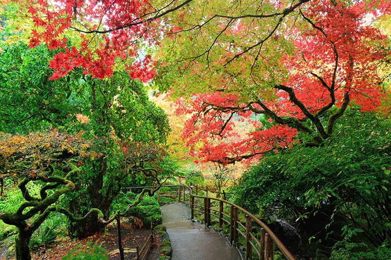 A horizontal image of a path through a Japanese garden planted with maple trees.