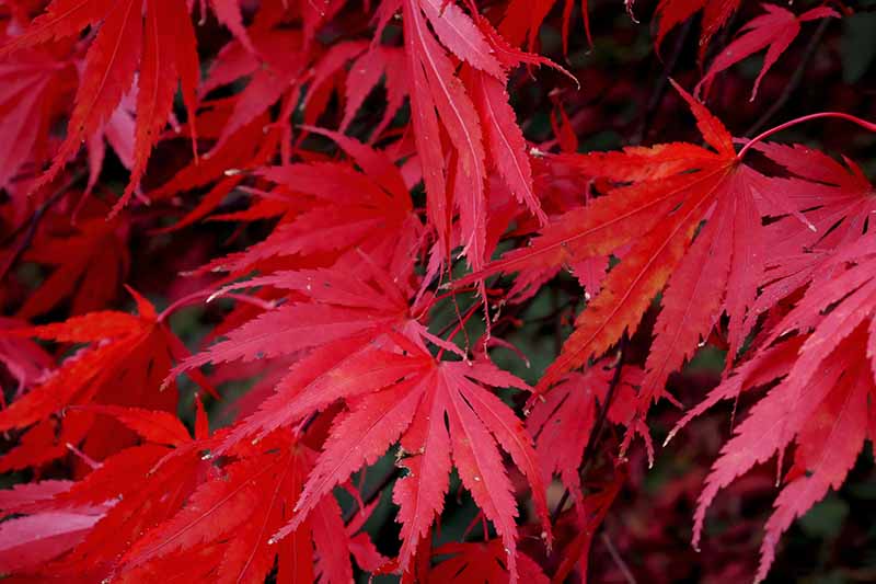 A close up horizontal image of the bright red foliage of an Atropurpureum maple tree pictured on a soft focus background.