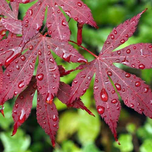 A close up square image of the deep red foliage of Acer palmatum 'Bloodgood' with drops of water on the leaves.