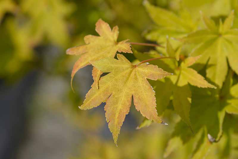 A close up horizontal image of the golden foliage of an aureum Acer palmatum growing in the garden.