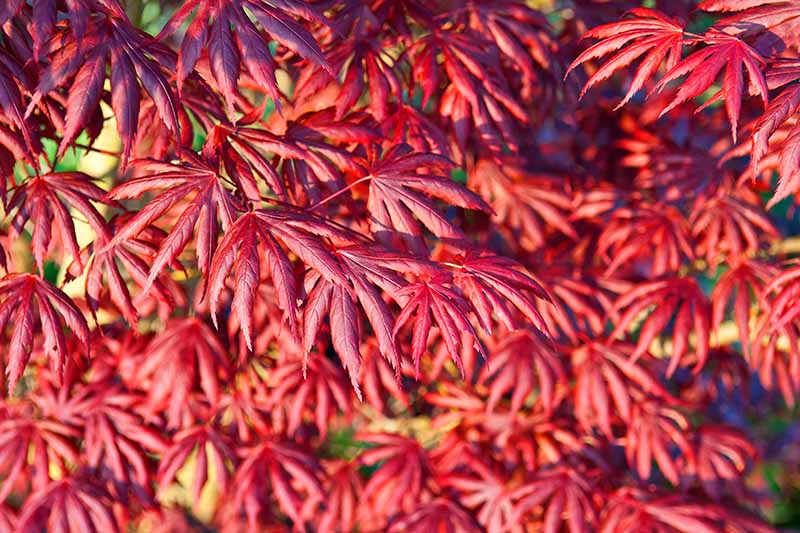 A close up horizontal image of the bright red fall foliage of Acer palmatum ‘Trompenburg’ pictured in light sunshine.