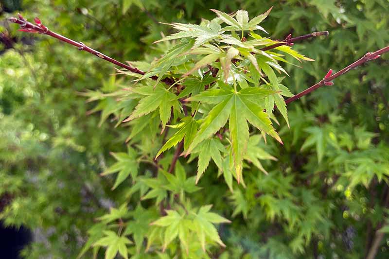 A close up horizontal image of Acer palmatum 'Amber Ghost' growing in the garden.