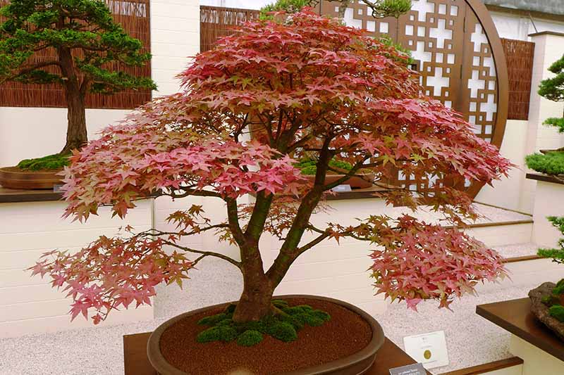 A close up horizontal image of a Japanese maple growing as a bonsai in a small pot in a formal garden.