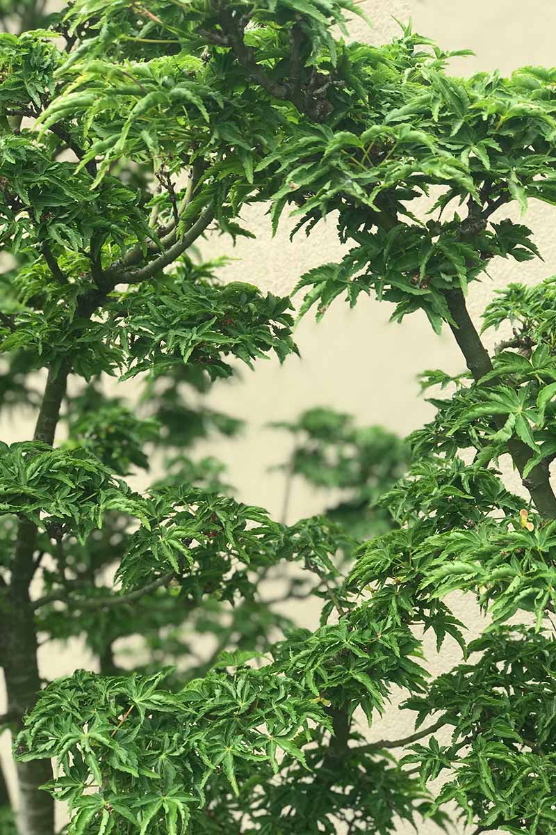 A close up vertical image of the foliage of a crispum group Acer palmatum growing in a container.